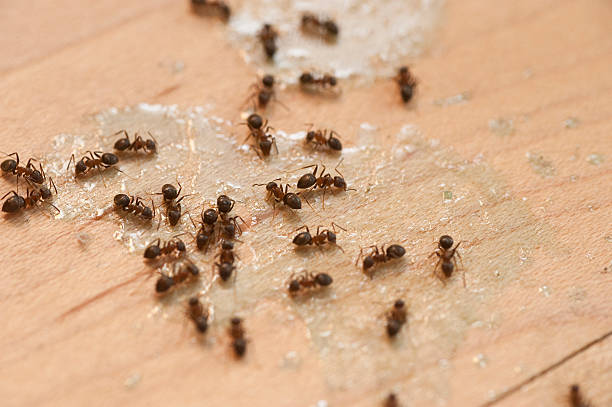 Best Best Pest Control Companies  in Mount Vernon, IN