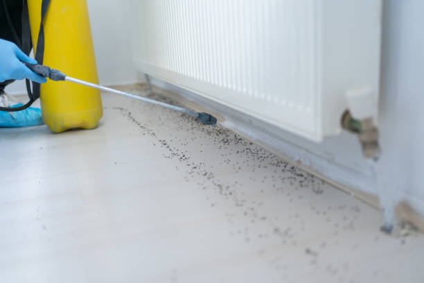 Best Affordable Pest Control Services  in Mount Vernon, IN